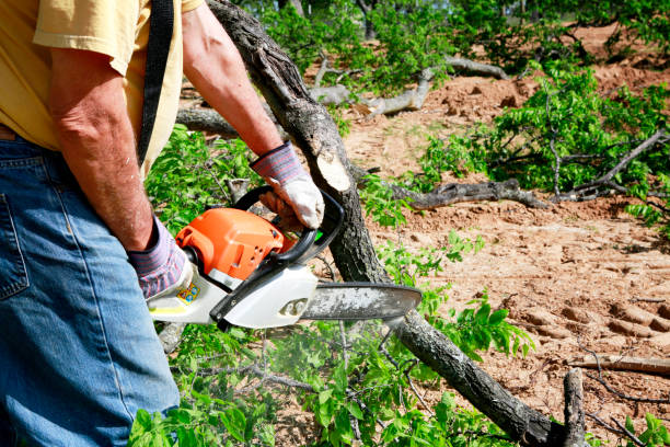 Best Local Tree Services  in Kittitas, WA